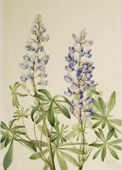 Sun Dial Lupine (Lupinus perennis)