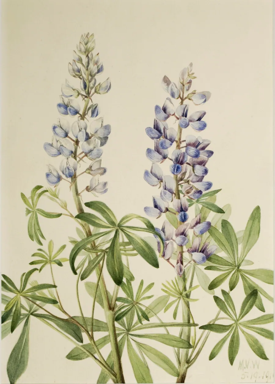 Sun Dial Lupine (Lupinus perennis) by Mary Vaux Walcott, born Philadelphia, PA 1860-died St. Andrews, New Brunswick, Canada 1940