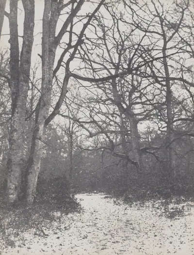 Road in the Forest