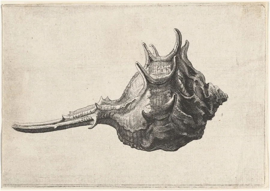 Shell (Murex brandaris) by Wenceslaus Hollar