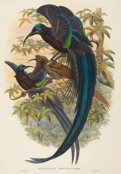 Epimachus speciosus (Sickle-billed Bird of Paradise)