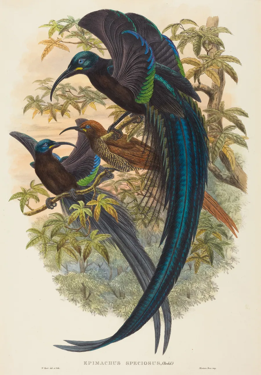 Epimachus speciosus (Sickle-billed Bird of Paradise) by W. Hart