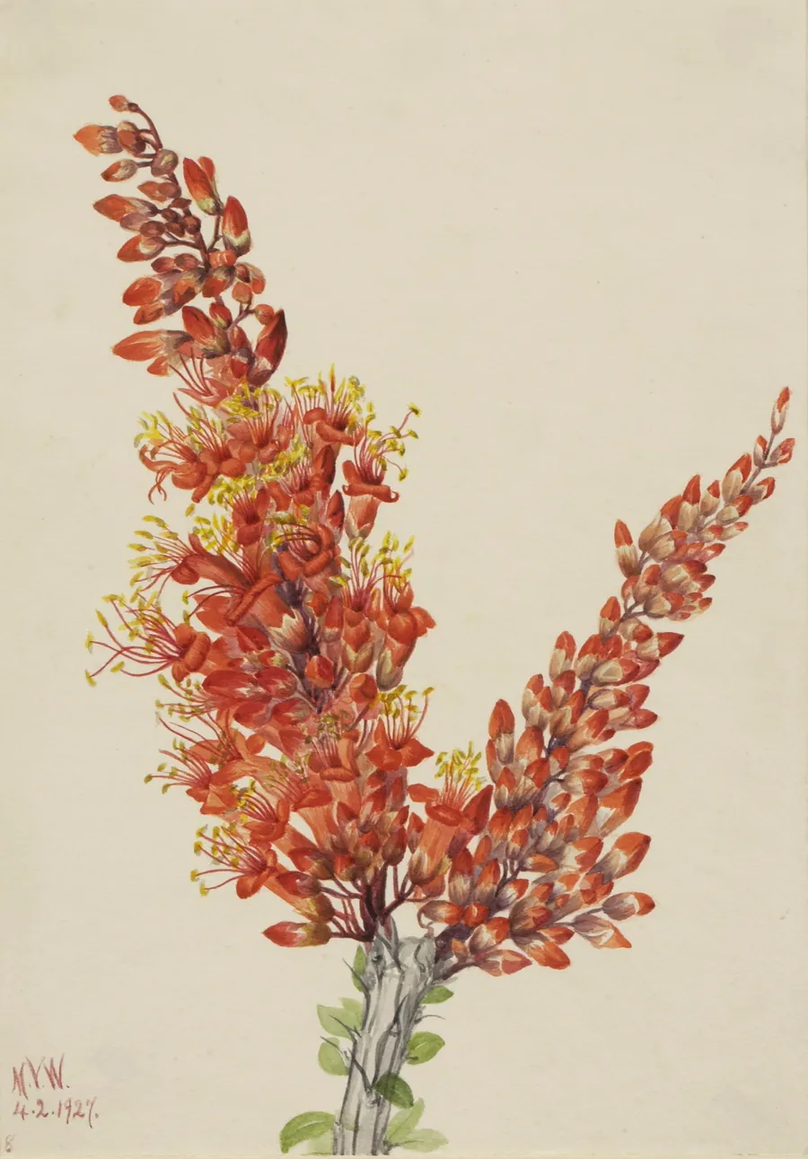 Ocotillo (Fouquieria splendens) by Mary Vaux Walcott, born Philadelphia, PA 1860-died St. Andrews, New Brunswick, Canada 1940