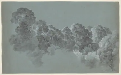Forest Treetops Struck by Light