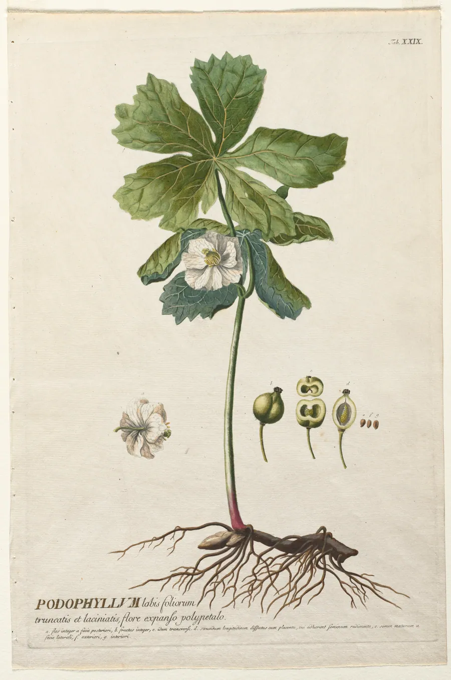 Plantae Selectae:  No. 29 - American May Apple by Christopher Jacob Trew