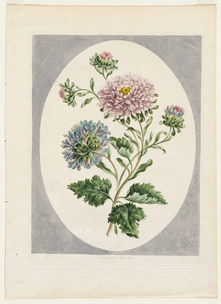 A Collection of Flowers Drawn from Nature:  Large Double China Aster by John Edwards