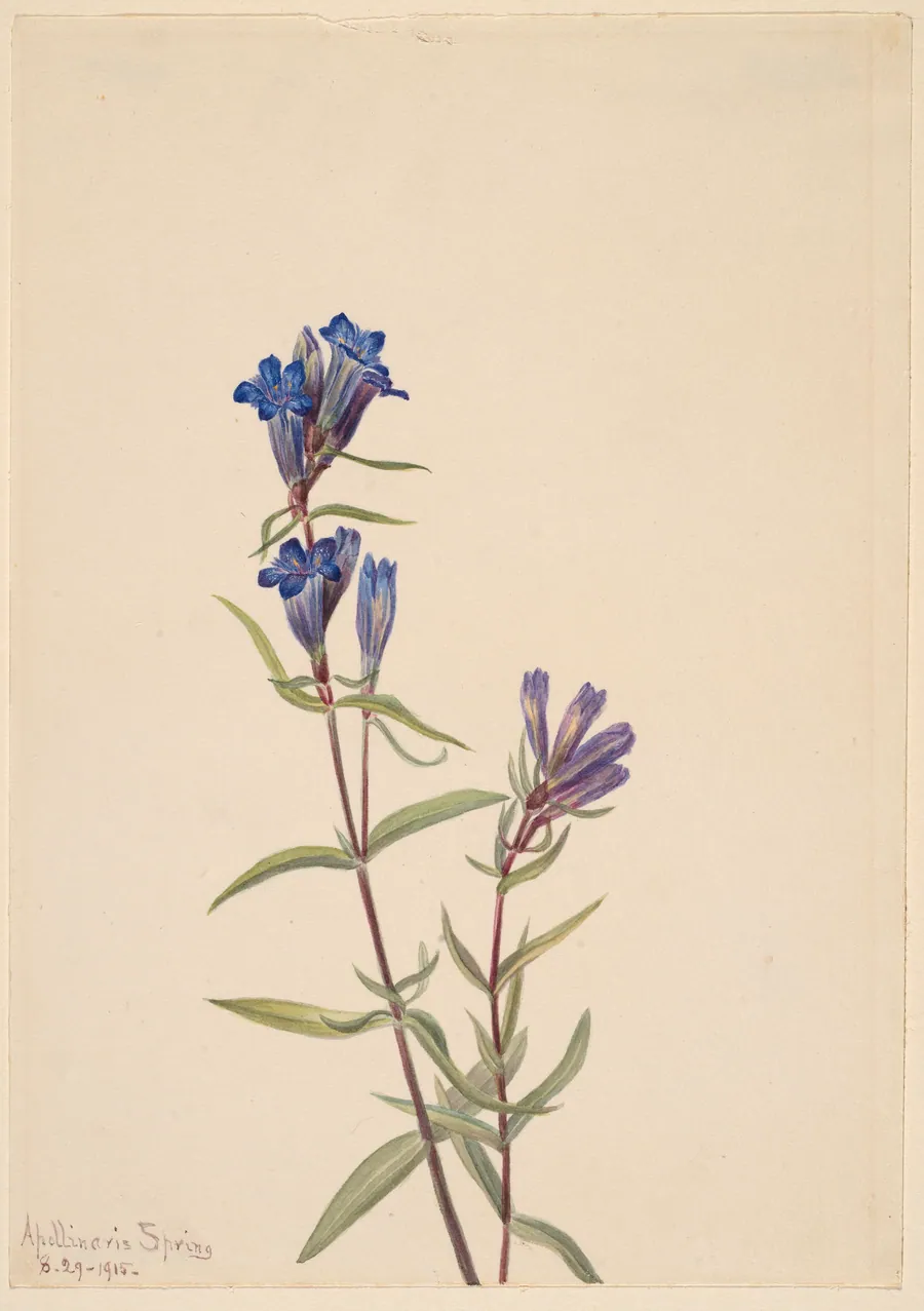 Gentian (Gentiana affinis) by Mary Vaux Walcott, born Philadelphia, PA 1860-died St. Andrews, New Brunswick, Canada 1940