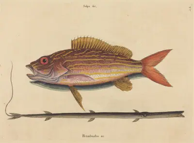 The Lane-snapper (Sparus synagris)