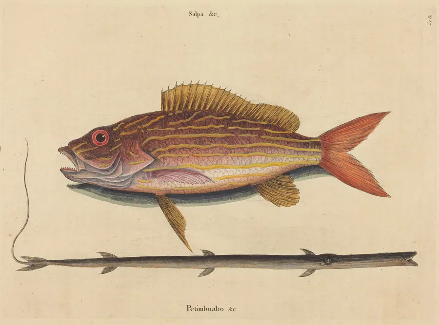 The Lane-snapper (Sparus synagris) by Mark Catesby