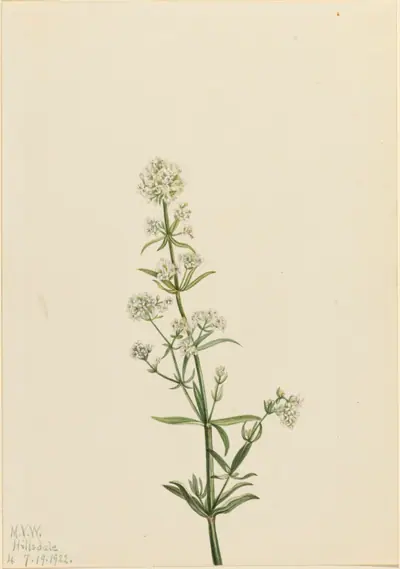 Northern Bedstraw (Galium boreale)
