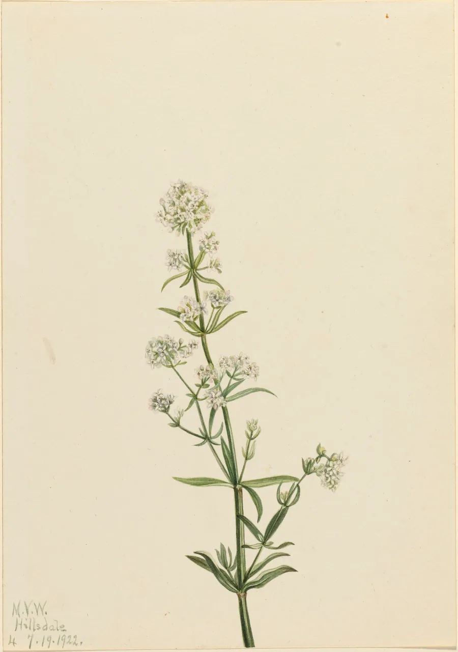 Northern Bedstraw (Galium boreale) by Mary Vaux Walcott, born Philadelphia, PA 1860-died St. Andrews, New Brunswick, Canada 1940