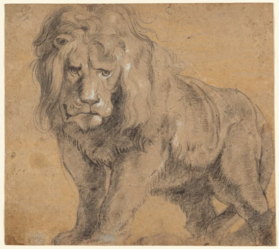 Lion by Sir Peter Paul Rubens