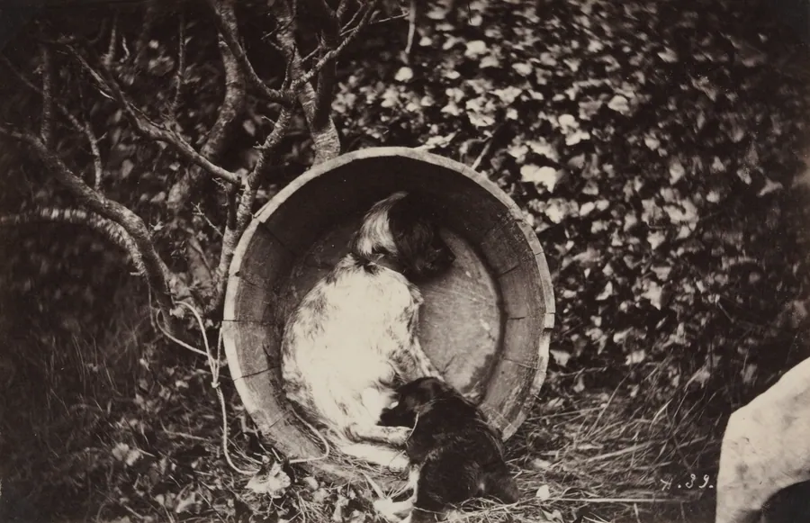 Dog and Puppy in Barrel by Auguste Giraudon's Artist