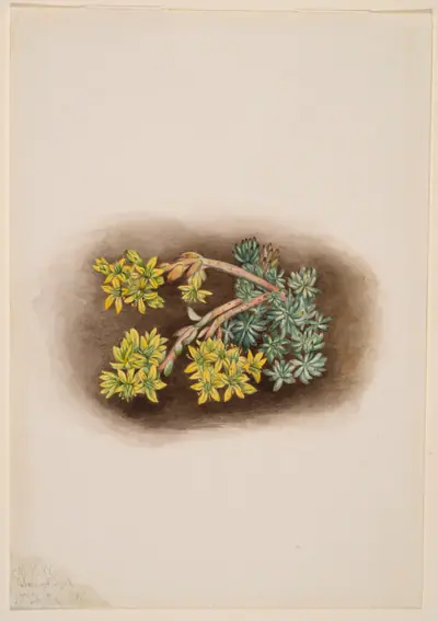 Yellow Stonecrop (Sedum stenopetalum)