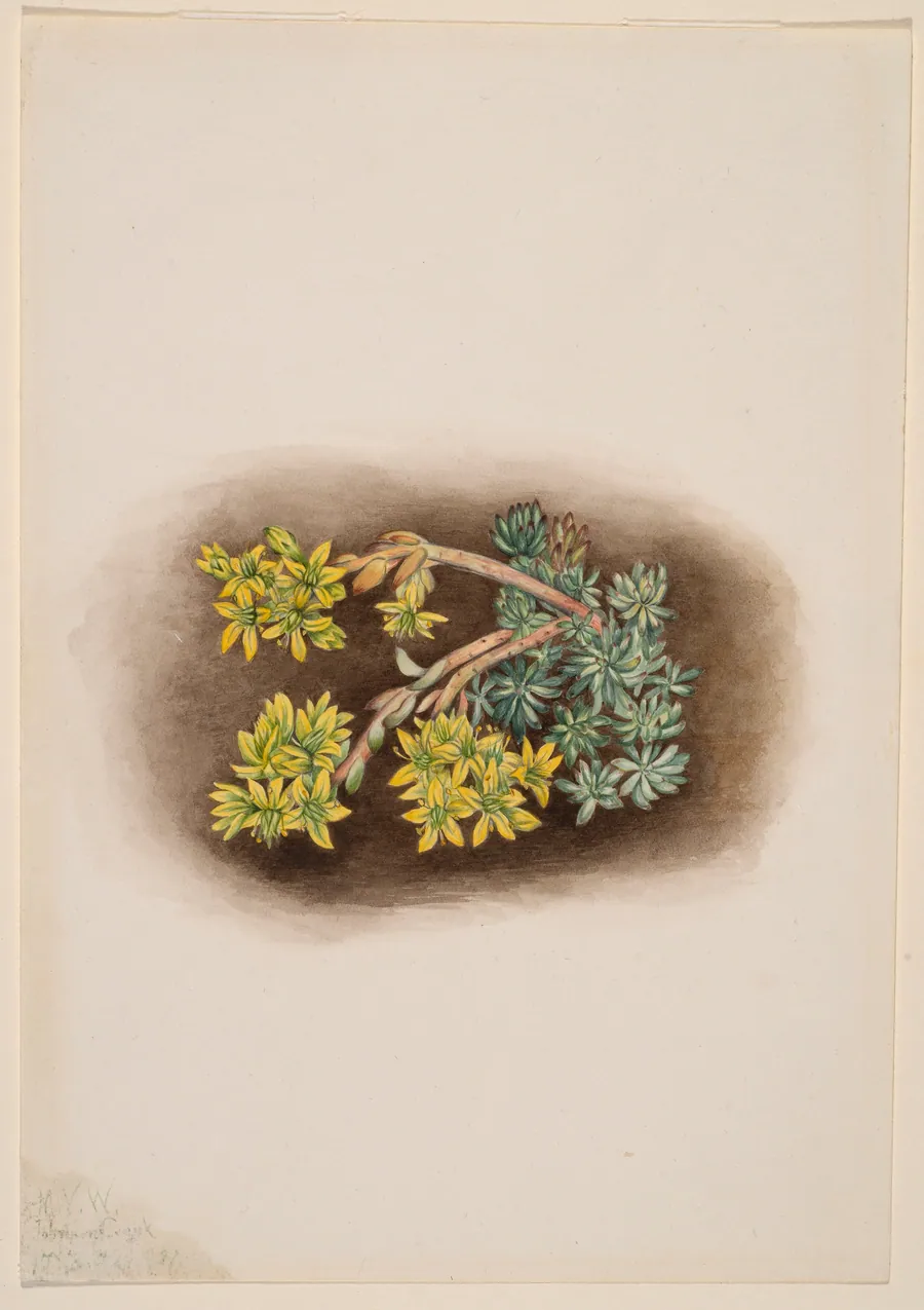 Yellow Stonecrop (Sedum stenopetalum) by Mary Vaux Walcott, born Philadelphia, PA 1860-died St. Andrews, New Brunswick, Canada 1940