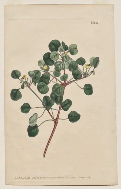 The Botanical Magazine or Flower Garden Displayed: Plate 883, Euphorbia Petiolaris. Long -Stalked Spurge