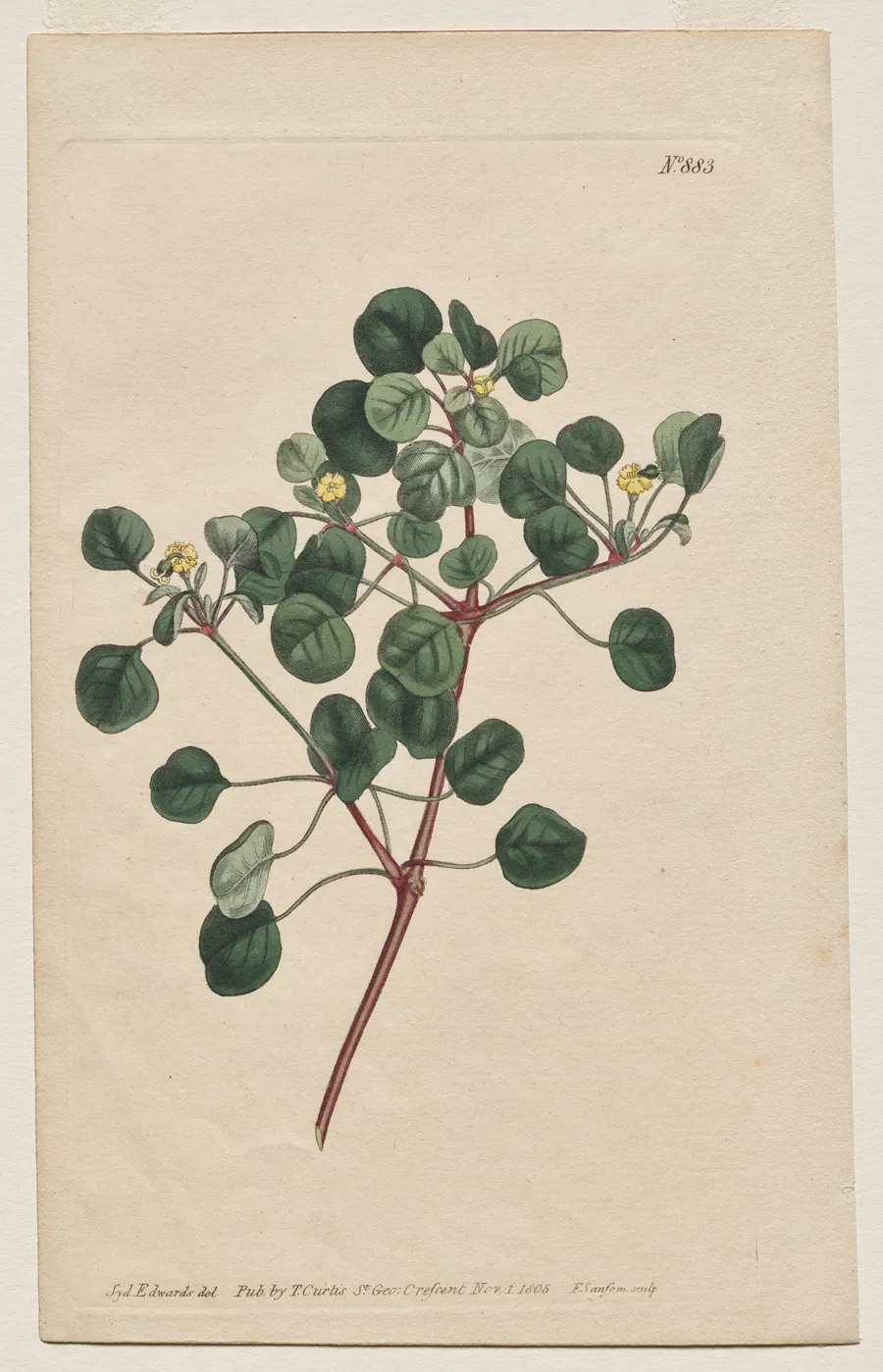 The Botanical Magazine or Flower Garden Displayed: Plate 883, Euphorbia Petiolaris. Long -Stalked Spurge by Francis Sansom