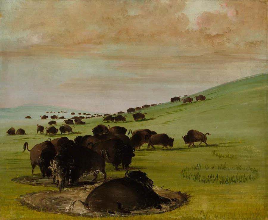 Buffalo Bulls in a Wallow by George Catlin, born Wilkes-Barre, PA 1796-died Jersey City, NJ 1872