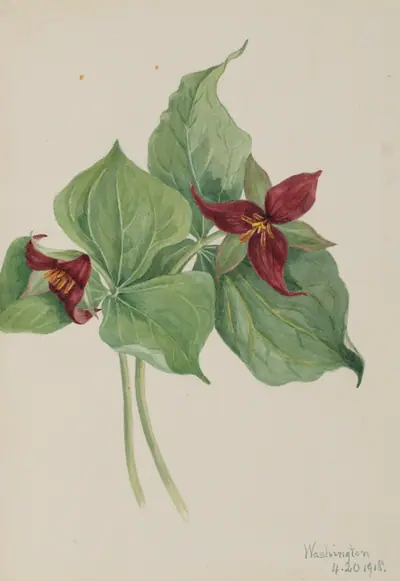 Red Trillium (Trillium erectum)
