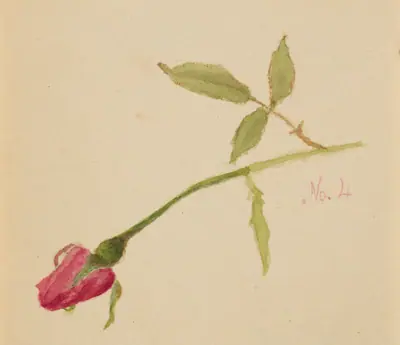 Untitled (Rose)