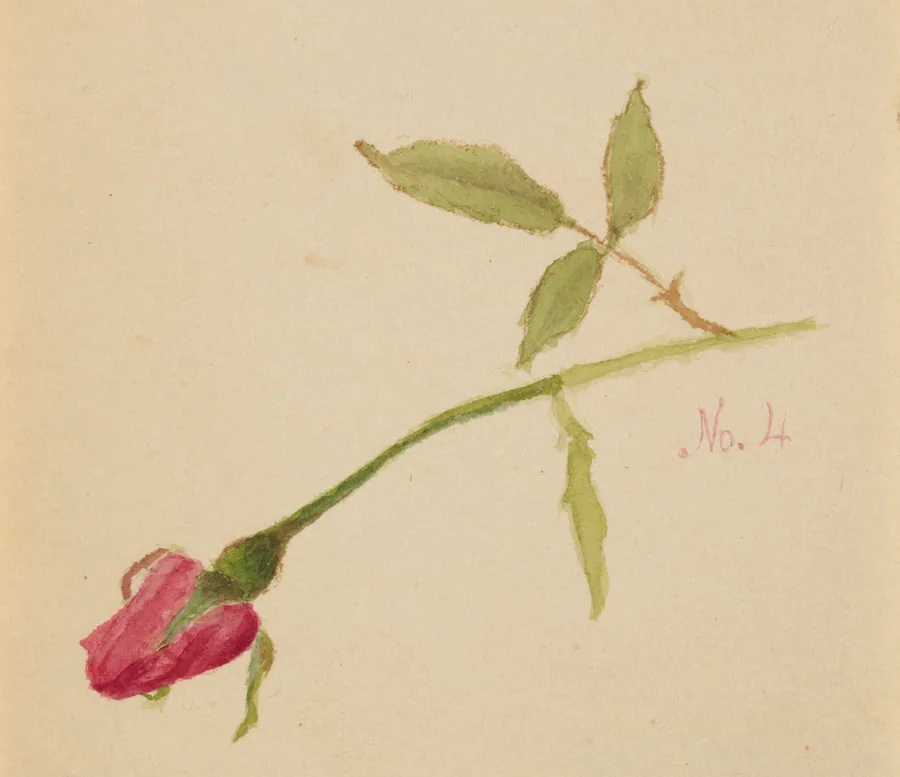 Untitled (Rose) by Mary Vaux Walcott, born Philadelphia, PA 1860-died St. Andrews, New Brunswick, Canada 1940