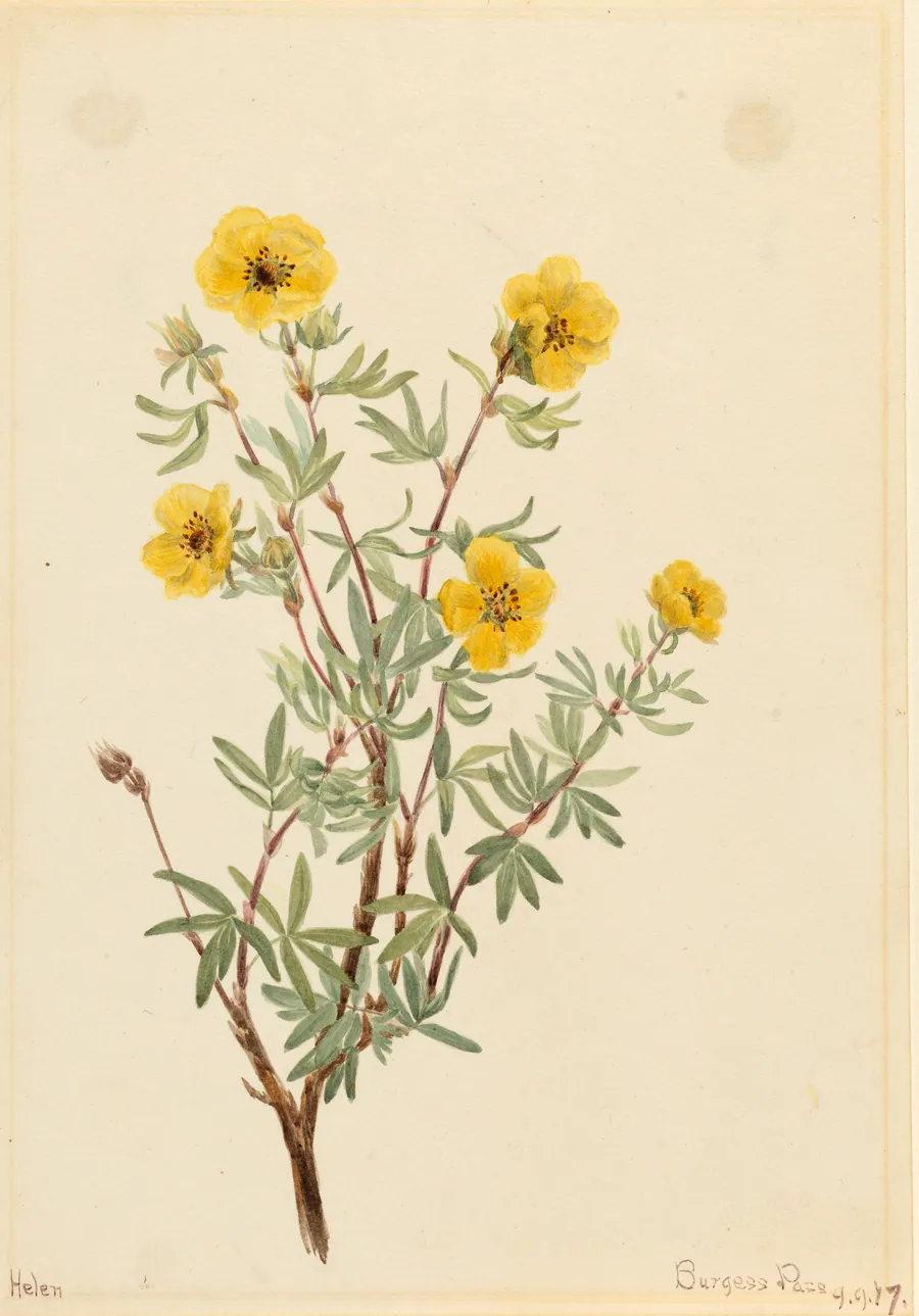 Bush Cinquefoil (Potentilla fruticosa) by Mary Vaux Walcott, born Philadelphia, PA 1860-died St. Andrews, New Brunswick, Canada 1940