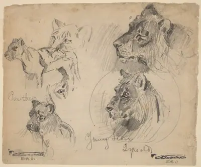 Panther and Young Lion Studies