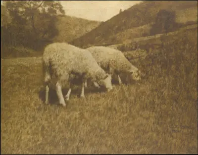 Sheep
