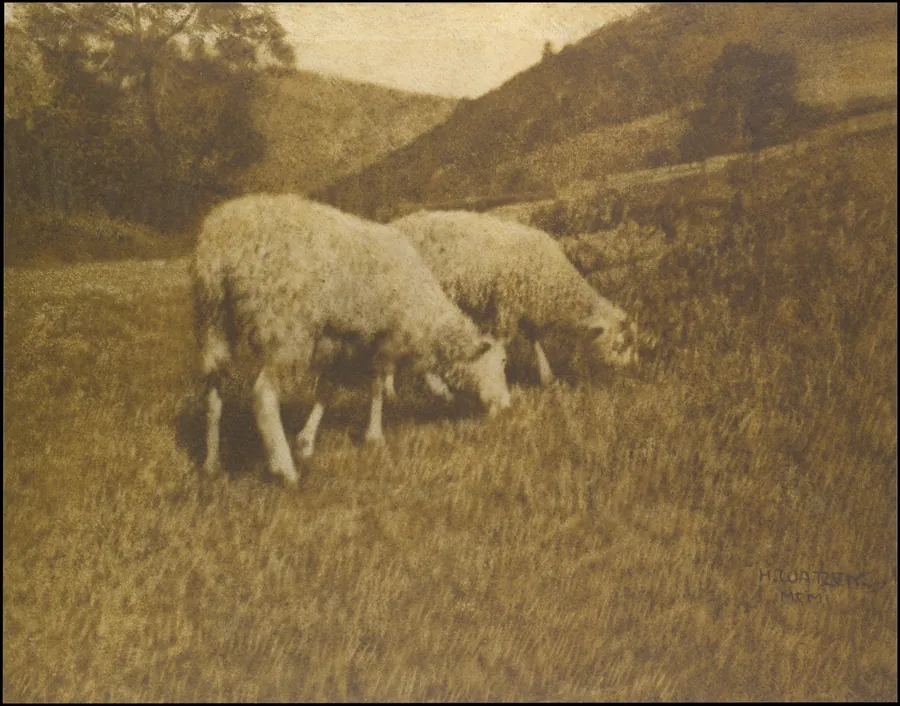 Sheep by Hans Watzek