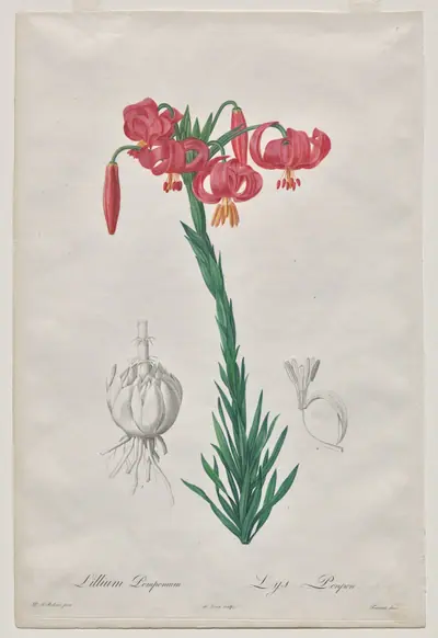 Lillium Pomponium (Turban Lily), plate 7 from Les Liliacées