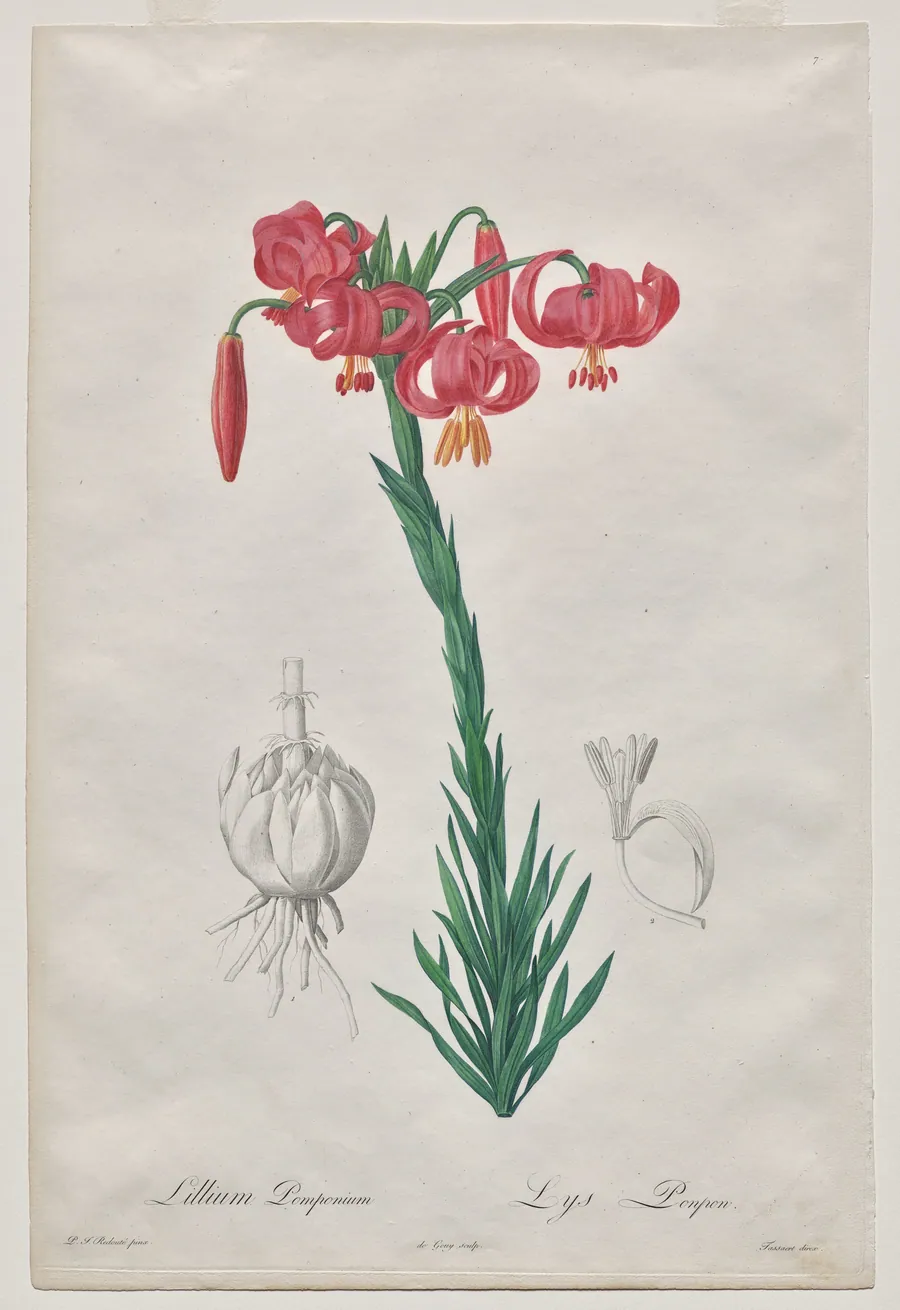 Lillium Pomponium (Turban Lily), plate 7 from Les Liliacées by De Gouy