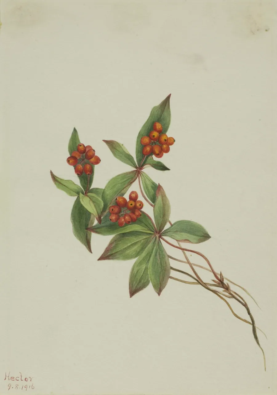 Bunchberry (Cornus canadensis) by Mary Vaux Walcott, born Philadelphia, PA 1860-died St. Andrews, New Brunswick, Canada 1940