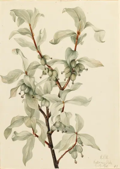 Silverberry (Elaeagnus commutata)