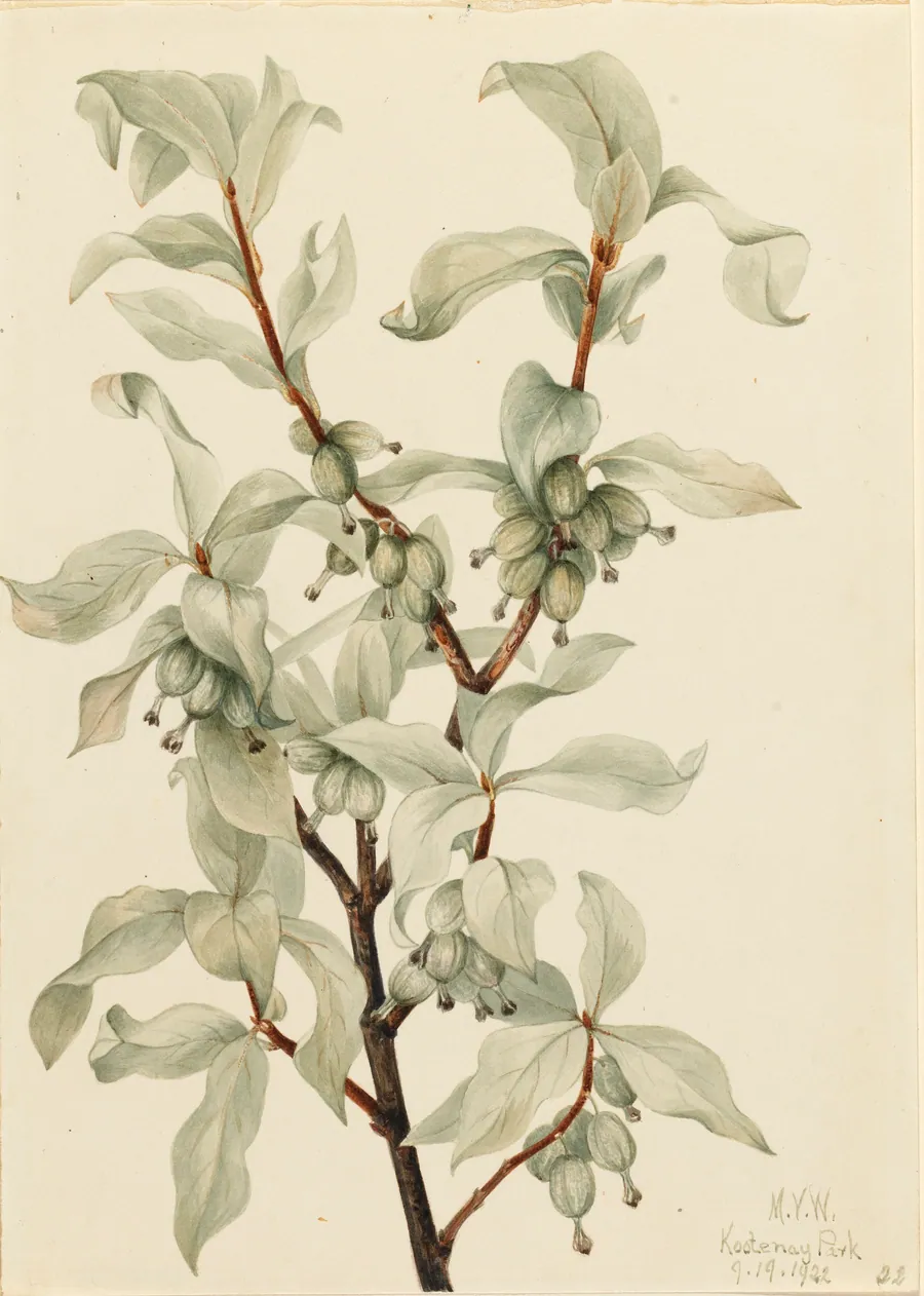 Silverberry (Elaeagnus commutata) by Mary Vaux Walcott, born Philadelphia, PA 1860-died St. Andrews, New Brunswick, Canada 1940