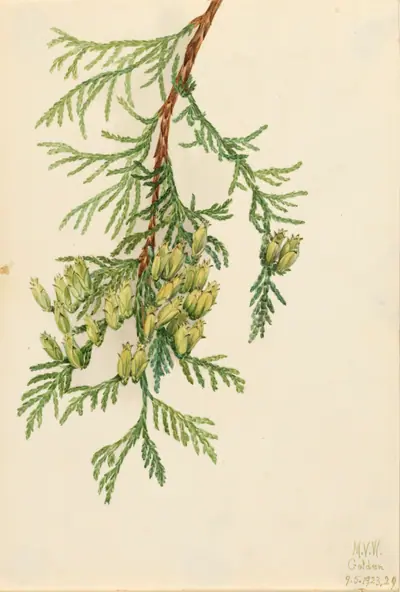 Giant Arborvitae (Thuja plicata)