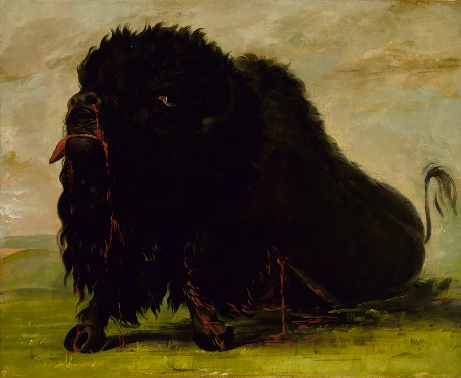 Dying Buffalo, Shot with an Arrow by George Catlin, born Wilkes-Barre, PA 1796-died Jersey City, NJ 1872