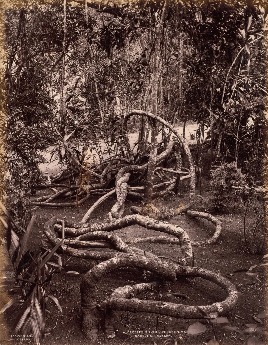 A Creeper in the Peradeniya Gardens, Ceylon by Scowen & Co.