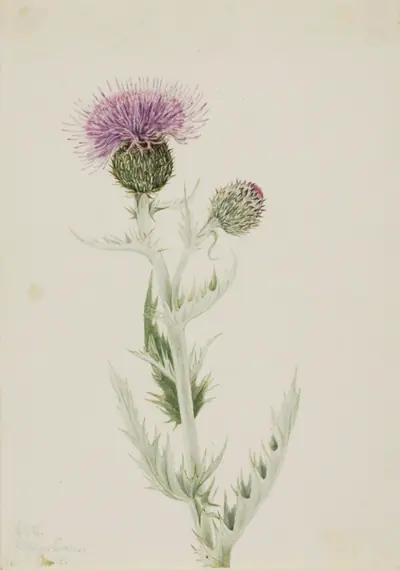 Prairie Thistle (Cirsium undulatum)