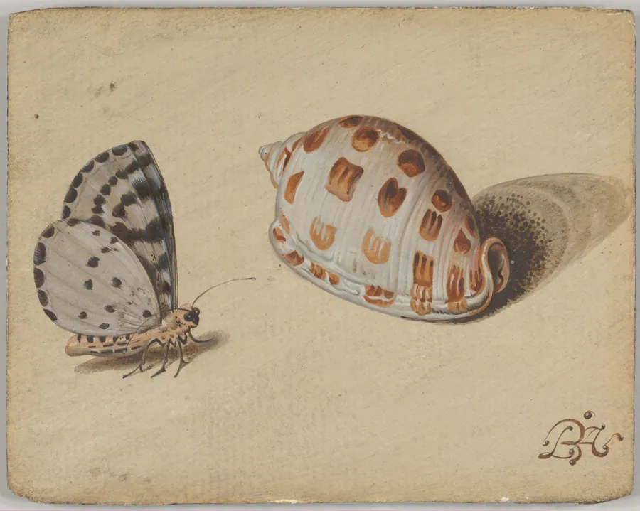 An Arrowhead Blue Butterfly and a Scotch Bonnet Sea Shell by Balthasar van der Ast