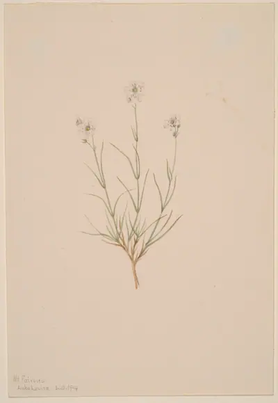 Arenaria formosa