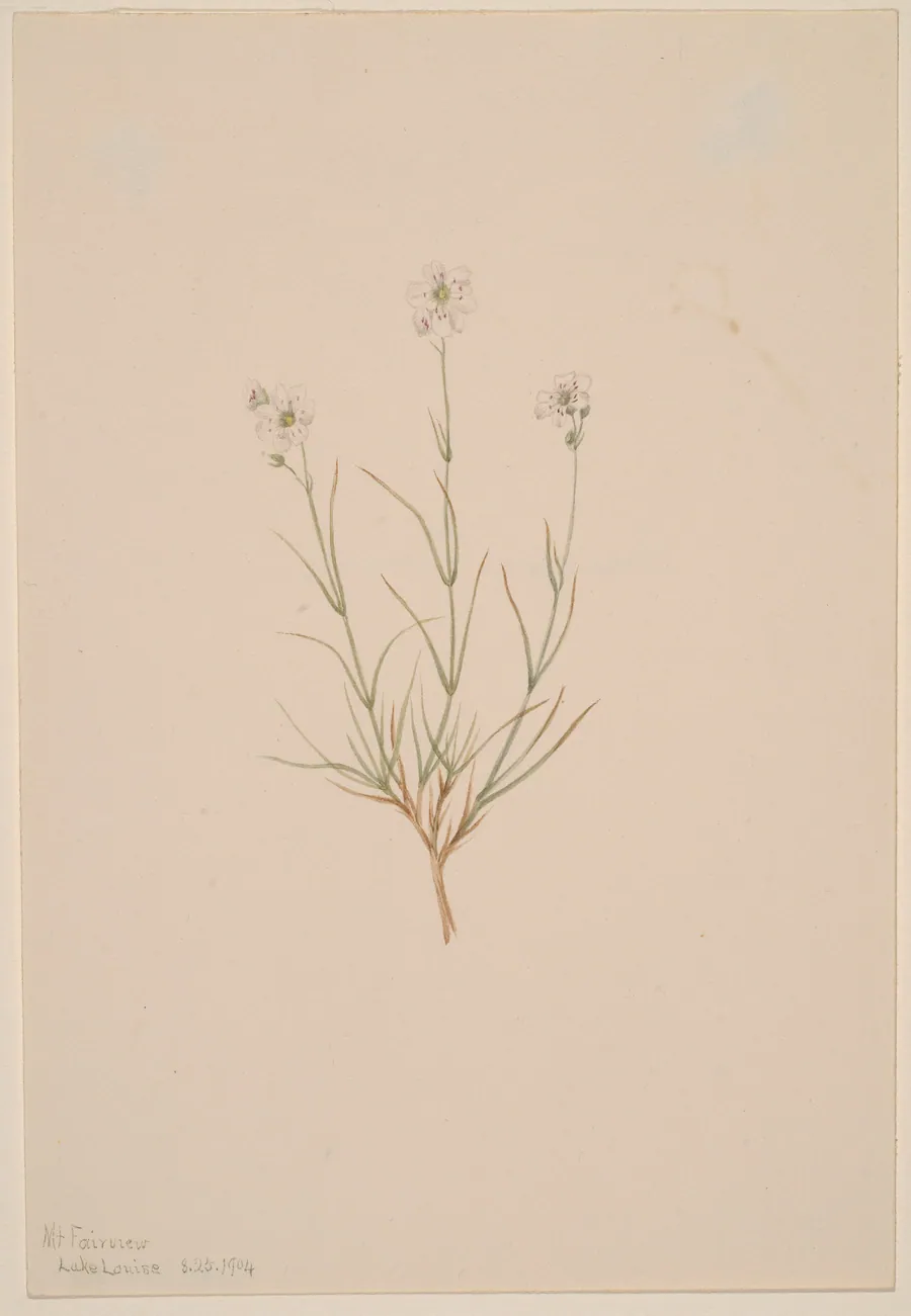 Arenaria formosa by Mary Vaux Walcott, born Philadelphia, PA 1860-died St. Andrews, New Brunswick, Canada 1940