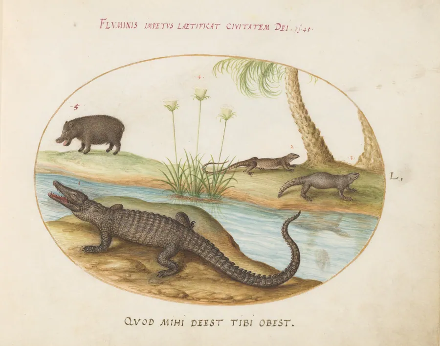 Plate 50: A Crocodile, a Hippopotomus, a Land Crocodile or Tegu Lizard(?), and a Crocodile or Spiny-Tailed Lizard with a Papyrus Plant by Joris Hoefnagel
