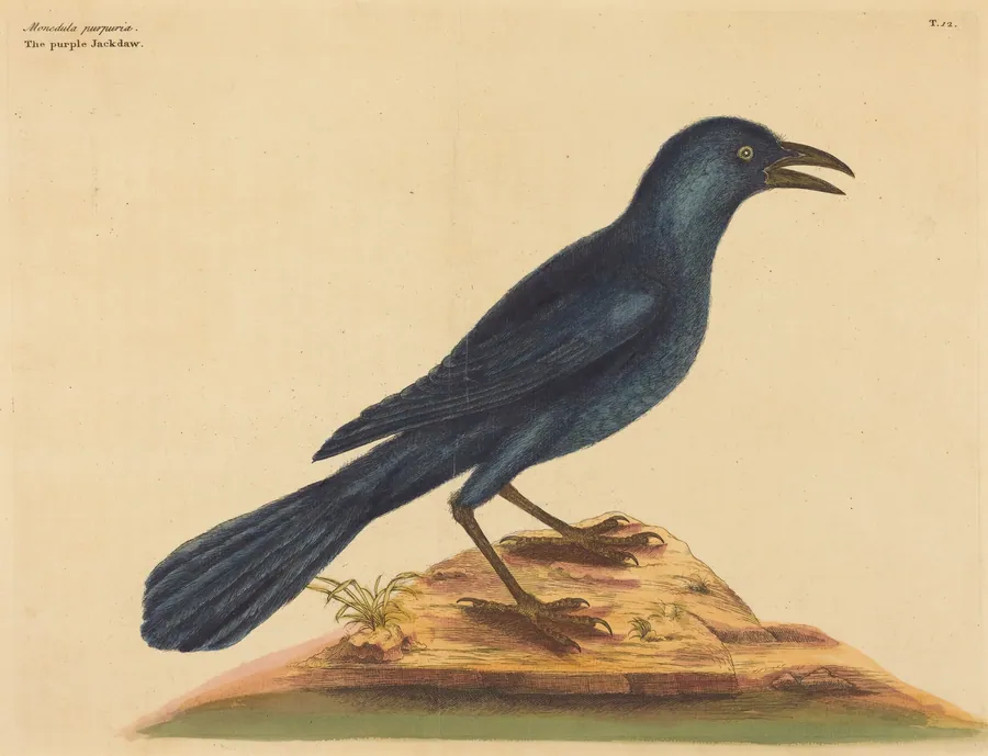 The Purple Jack Daw (Gracula Quiscula) by Mark Catesby