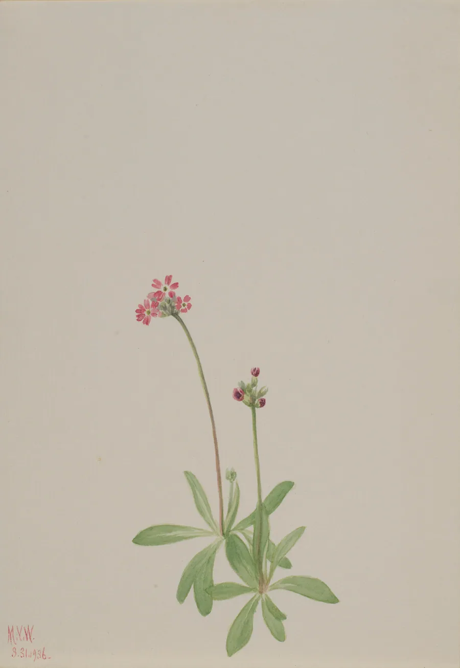 Untitled by Mary Vaux Walcott, born Philadelphia, PA 1860-died St. Andrews, New Brunswick, Canada 1940