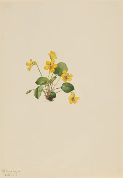 Yellow Violet (Viola orbiculata)