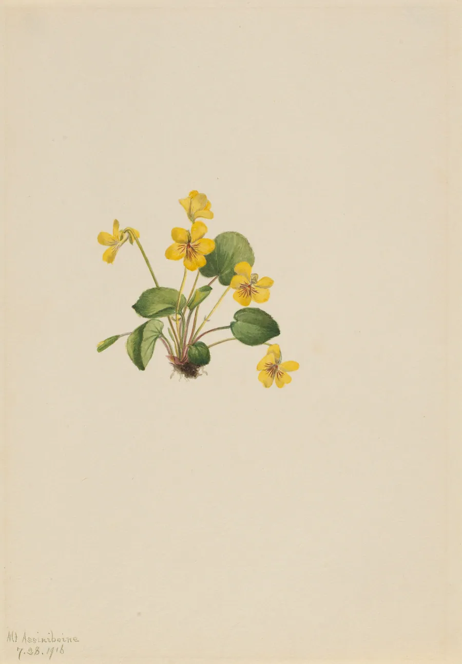 Yellow Violet (Viola orbiculata) by Mary Vaux Walcott, born Philadelphia, PA 1860-died St. Andrews, New Brunswick, Canada 1940