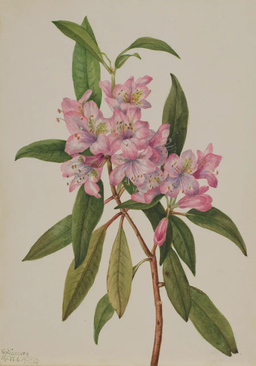 Rose-Bay Rhododendron (Rhododendron carolinianum) by Mary Vaux Walcott, born Philadelphia, PA 1860-died St. Andrews, New Brunswick, Canada 1940
