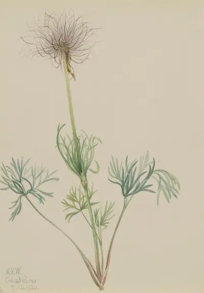 American Pasqueflower (Pulsatilla ludoviciana)