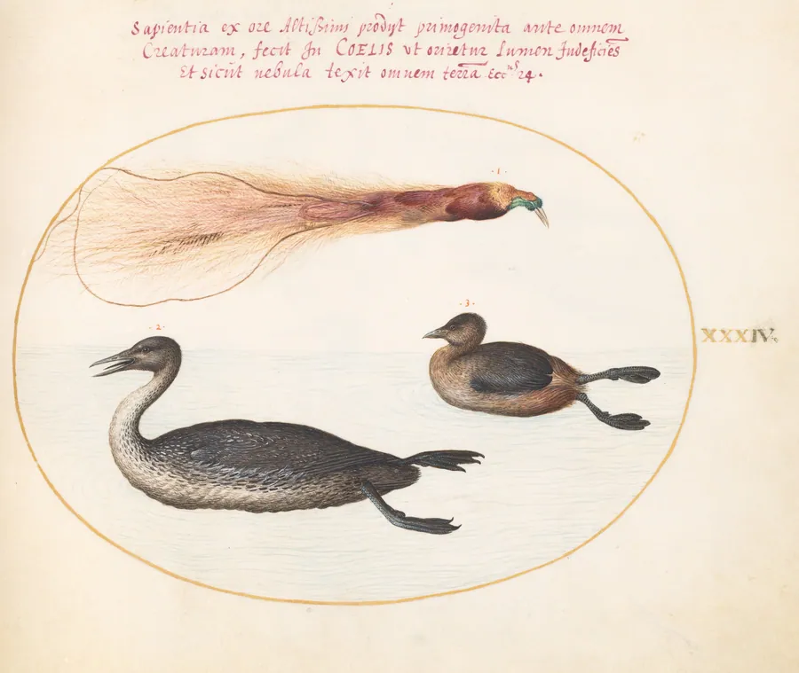 Plate 34: Bird of Paradise with Mereganser(?) and Grebe(?) by Joris Hoefnagel