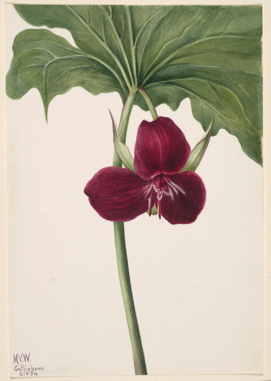 Sweet Trillium (Trillium vasyi) by Mary Vaux Walcott, born Philadelphia, PA 1860-died St. Andrews, New Brunswick, Canada 1940